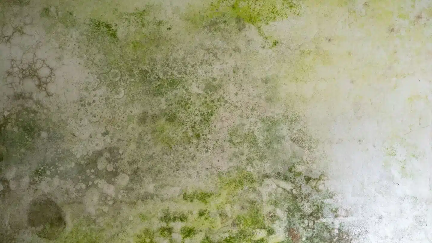 Is Green Mould Dangerous? Unveiling Health Risks at Home