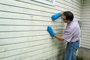 Seeking Professional Mould Inspection