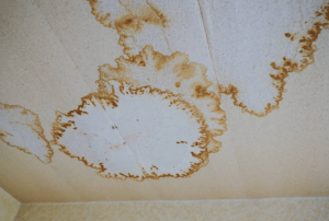 Council’s Responsibility for Mould Prevention and Remediation