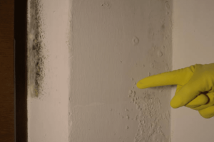 Identifying Mould in Commercial Buildings