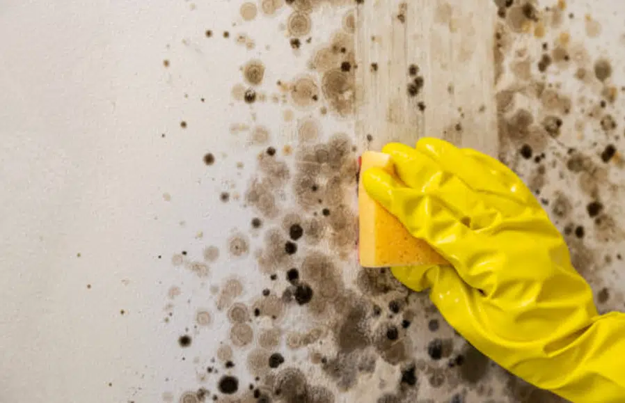 Mould Hazards in Commercial Buildings: UK Health Impacts Uncovered
