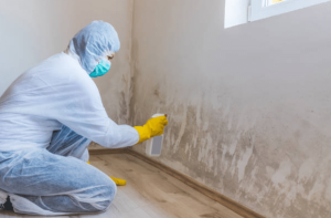Professional Mould Remediation Services for Business Premises