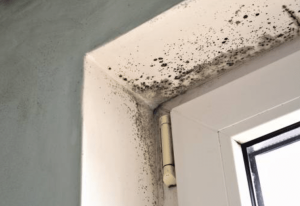 Steps for Maintenance and Mould Prevention