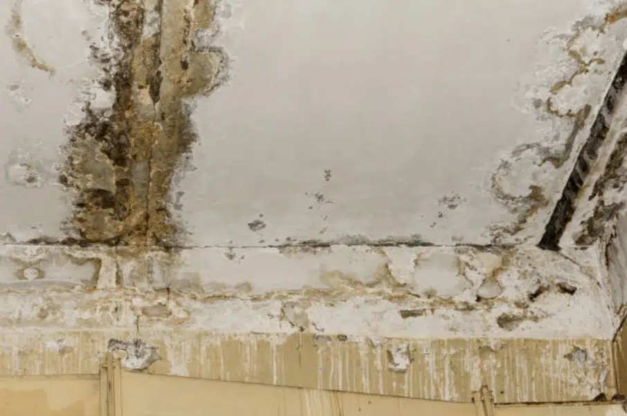 The Environmental Impact of Mould: What You Need to Know