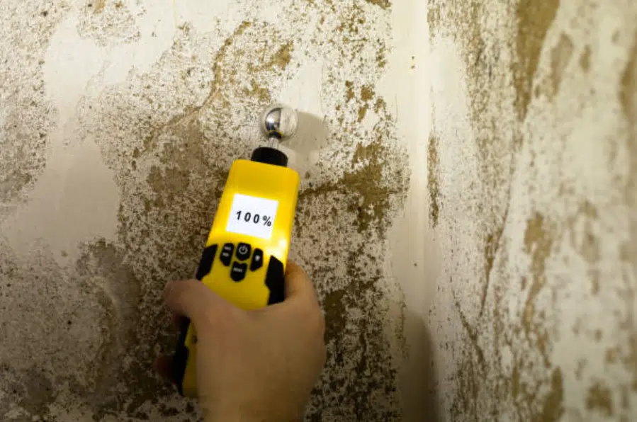 The Science Behind Mould Growth: A Deep Dive