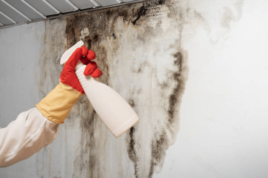 The True Cost Of Mould In Commercial Premises If You Overlook It
