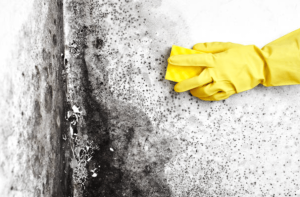 Understanding the Health Hazards of Mould Exposure